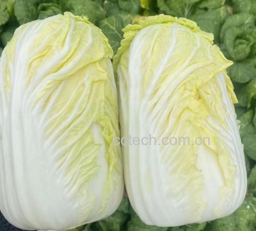 一颗新鲜的娃娃菜,绿叶包裹紧密,外形小巧可爱 娃娃菜特写