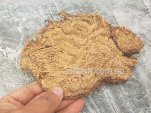 展示干燥的丹参和葛根片,清晰呈现其自然形态 丹参与葛根药材特写