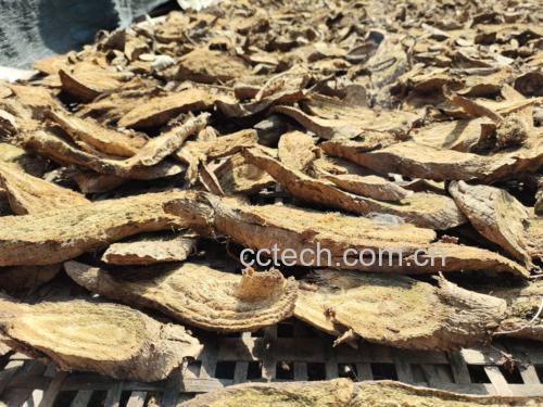 图片说明:新鲜采摘的蒲公英叶片与切片晒干的葛根实物对比展示 蒲公英与葛根原材料展示图