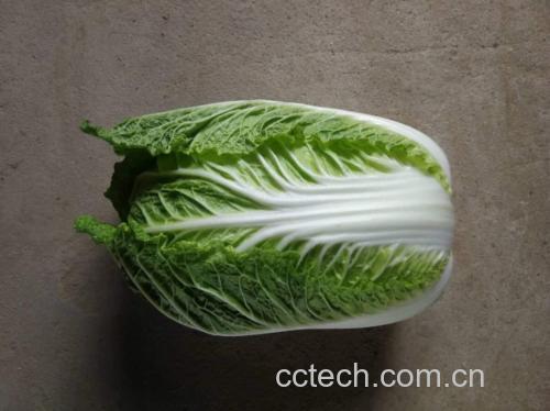新鲜白菜整株