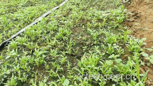 茼蒿幼苗移植过程