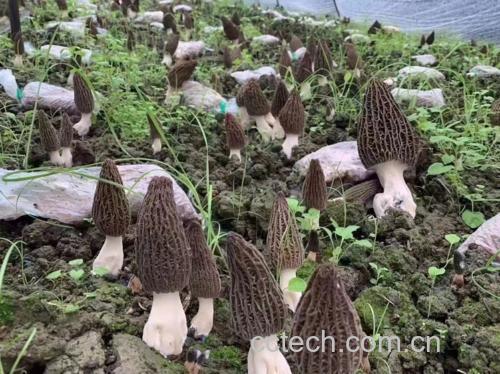 羊肚菌特写照片