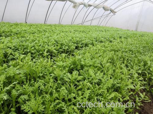 新鲜采收的茼蒿全株高清特写,展现典型羽状深裂叶形、青白相间嫩茎、自然生长状态,背景为江南春季菜田,体现其作为时令凉性蔬菜的原生属性 茼蒿植株特写:翠绿细裂叶片、嫩茎挺拔,带少量黄色头状花序,土壤湿润疏松,晨露未干
