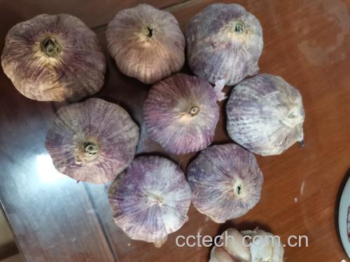图片说明:新鲜的油菜与蒜苔摆放在案板上,准备一起下锅炒制 油菜与蒜苔在厨房中的搭配展示
