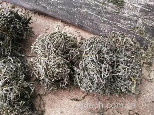 展示隔夜海带变质后的状态,包括颜色变深、表面发粘等特征 海带隔夜后可能出现的变质现象