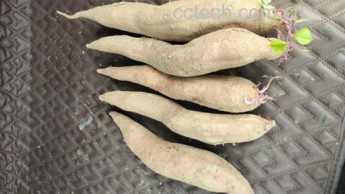 发芽红薯实物图