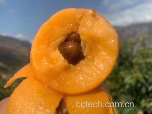 新鲜成熟的枇杷果实特写 枇杷果实物图