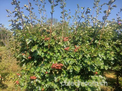 图中左侧为新鲜采摘的绿色荷叶,右侧为红色山楂果实,背景为自然田园环境 荷叶与山楂的原材料展示