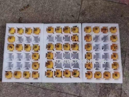 蜜炼枇杷清爽糖食用场景图