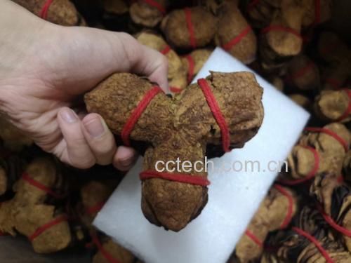 展示洗净的陈皮与切片的西洋参 陈皮和西洋参加工前的准备工作