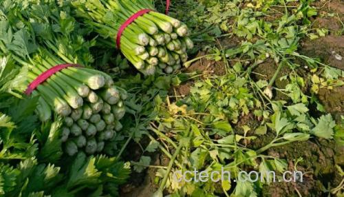 图片说明:新鲜采摘的芹菜与茼蒿并排摆放,展示两者颜色与形态的差异 芹菜和茼蒿的食材对比图