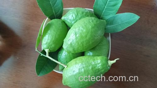 柠檬茶四季饮用建议图解 柠檬茶在不同季节的饮用方式建议