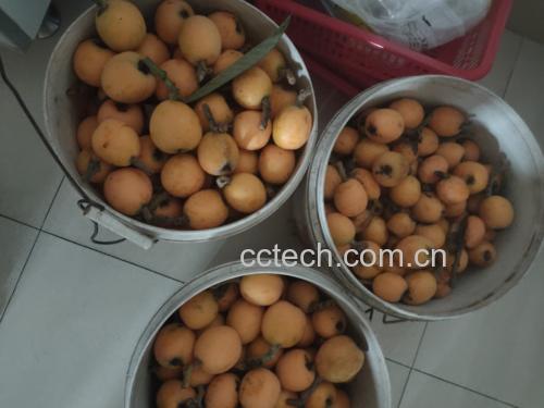 图片说明:左侧为新鲜红色杨梅,右侧为金黄色枇杷,两者均为当季水果代表 杨梅与枇杷对比图