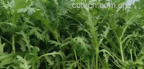 展示蒿子杆与茼蒿实物对比,突出茎叶形态的不同 蒿子杆与茼蒿对比图