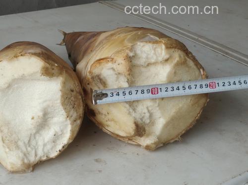 高清显微解剖视角:毛竹春笋横切面,可见致密维管束群、薄壁细胞间隙及表皮蜡质层;左侧标注‘高纤维区’与‘游离氨基酸富集区’,右下角附比例尺(1mm),背景为浙江安吉海拔300m毛竹林实景 毛竹春笋横切解剖图,清晰展示笋肉纤维束分布与浅黄色笋衣包裹结构,背景为湿润山地竹林