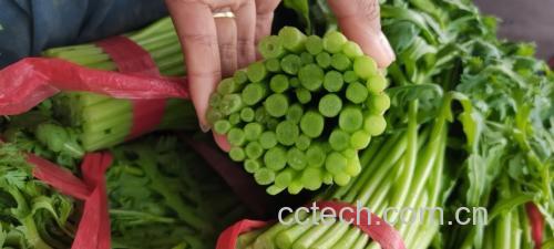野茼蒿泡水过程图:展示将干燥野茼蒿放入玻璃杯中冲泡的过程 野茼蒿泡水过程图
