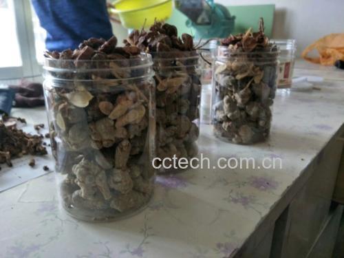 三七粉、山楂干片与丹参片并排摆放,背景为木质桌面,自然光线 三七粉、山楂干、丹参片的组合
