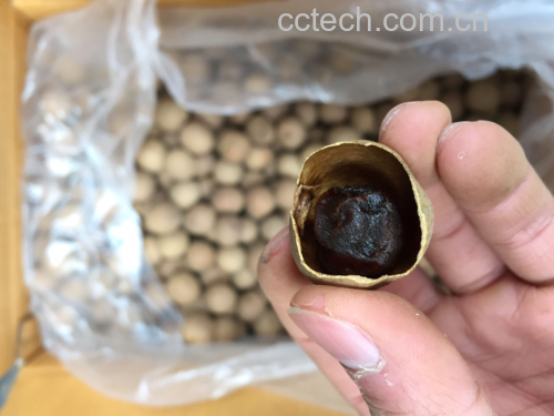 福建莆田地理标志产品龙眼干实物图:果肉呈琥珀色半透明状,表面覆盖薄层天然葡萄糖结晶,体现传统日晒工艺导致的糖分析出特征,竹编簸箕暗示产地加工方式 龙眼干特写:琥珀色半透明果肉,表面微皱有天然糖霜结晶,置于竹编簸箕中,背景虚化呈现福建莆田古法日晒场景
