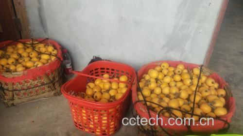 一篮新鲜采摘的枇杷果实摆放在木质桌面上,背景为阳光洒落的厨房环境 新鲜枇杷果篮展示图