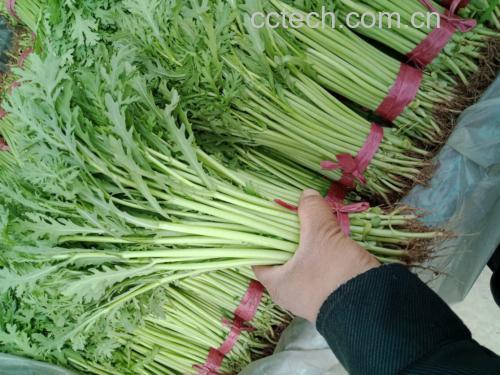 图片说明:新鲜茼蒿与菠菜在市场上并排销售,颜色鲜亮,吸引消费者 茼蒿与菠菜在市场中并排摆放