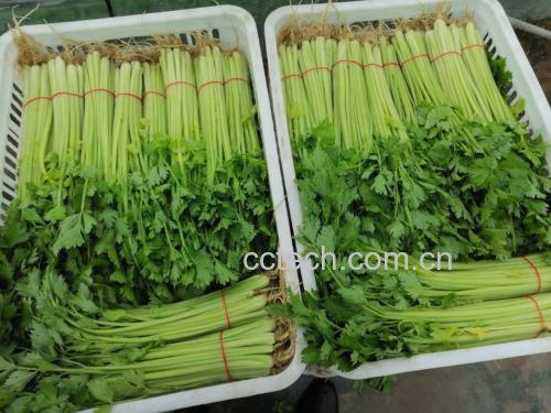 茼蒿新鲜采摘图