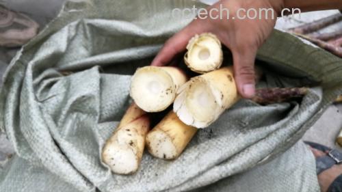新鲜采摘的毛竹笋,表皮带有泥土痕迹,露出白嫩的笋肉 竹笋特写
