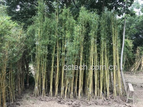 清晨阳光下的竹林,绿色葱郁,露珠挂在竹叶尖上,呈现出自然生态之美 竹林风光