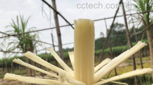 鲜食甘蔗解剖结构图:展示富含汁液的薄壁细胞、维管束环及有机酸结晶微区,体现其凉性物质富集部位 鲜切甘蔗横截面特写,可见乳白色脆嫩茎肉、均匀分布的维管束点状结构、晶莹水润汁液渗出,背景为亚热带甘蔗田绿叶,突出农产品新鲜度与植物学特征
