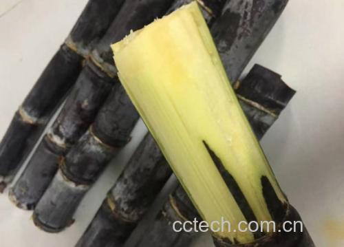 甘蔗凉性物质基础检测实证:HPLC定量分析证实柠檬酸与苹果酸为优势有机酸,构成其寒性核心指标 实验室检测场景:科研人员使用高效液相色谱仪(HPLC)分析甘蔗汁有机酸谱图,电脑屏幕显示清晰的柠檬酸、苹果酸双峰,旁置甘蔗样品与标准品试剂瓶