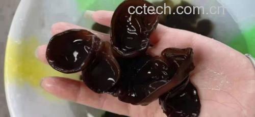 展示泡发黑木耳的过程,盆中木耳正在吸水膨胀 泡发黑木耳的过程