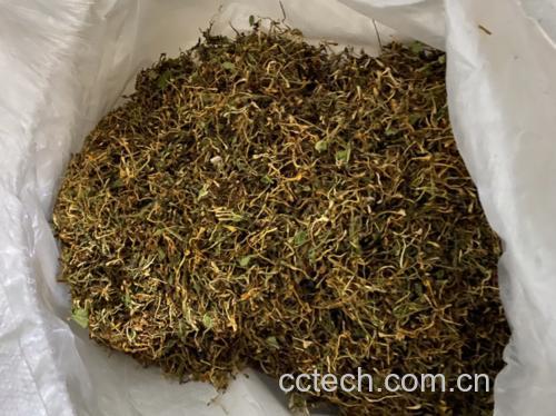 地枇杷藤成品茶饮