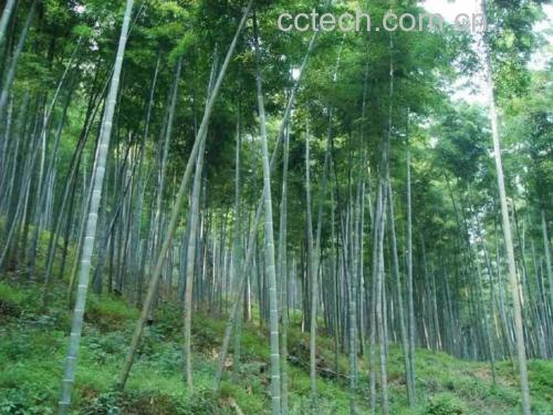竹笋焯水过程图示,锅中沸腾水里正在焯烫切块竹笋 竹笋焯水过程