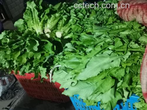 摆盘精美的蒜蓉油麦菜,绿色蔬菜搭配白色瓷盘,色泽诱人 蒜蓉油麦菜成品图