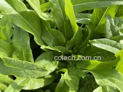 正在清洗新鲜的油麦菜,水珠在叶片上闪闪发亮 清洗油麦菜