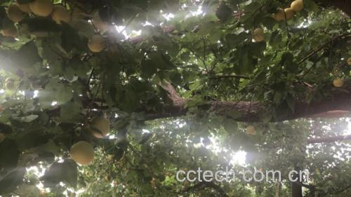 一片阳光下的杏子果园,枝头挂满成熟的金黄色杏子,背景为蓝天和绿树,体现自然健康的生长环境 杏子果园实景