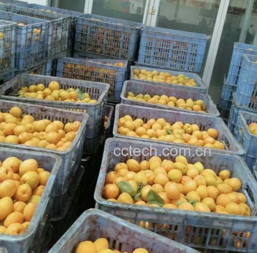 四种主流鲜食甜杏品种实物对比:金太阳(左上)、凯特(右上)、红丰(左下)、珍珠油杏(右下),均处于完熟采摘状态,果面洁净无损伤,背景可见自然光照下的杏树挂果枝条 甜杏品种对比图:金太阳(金黄色圆形小果)、凯特(橙红色大果带红晕)、红丰(深红果面带黄底)、珍珠油杏(琥珀色油亮果皮)四品种并排摆放于竹编果盘中,背景为阳光照射的杏园枝头挂果实景