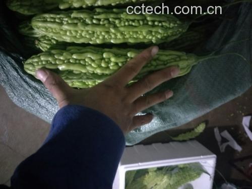 展示新鲜苦瓜与变质苦瓜的外观差异 不同状态下的苦瓜对比图