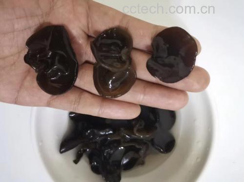 展示泡发黑木耳的操作流程,包括清洗、泡发、沥干等步骤 正确泡发黑木耳步骤示意图