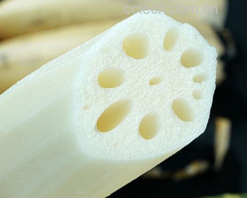 一张高清横切面照片,展示两种莲藕的对比:左侧为七孔藕,孔洞较大且呈不规则椭圆形分布;右侧为九孔藕,孔洞细小、数量多、排列紧密呈同心圆状。背景为浅色木纹桌面,旁边配有标注牌‘七孔粉藕 vs 九孔脆藕’ 莲藕横切面对比图