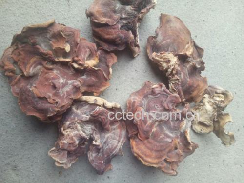 展示毛木耳干品与泡发后形态的对比,突出泡发前后体积和颜色的变化 毛木耳干品与泡发后的对比图