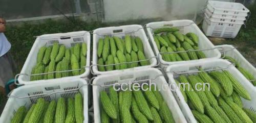 新鲜苦瓜切片,展示其内部结构和种子排列 苦瓜切片展示其内部结构