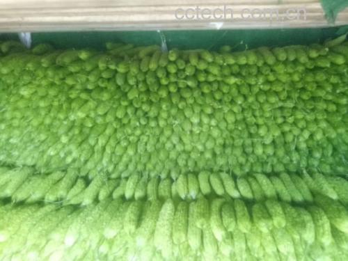 苦瓜与其他绿色蔬菜一起摆放,展现健康饮食场景 苦瓜与其他绿色蔬菜一起摆放在厨房台面上