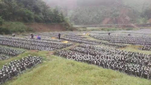 无人机俯拍黑龙江伊春黑木耳标准化吊袋栽培基地:整齐排列的黑色菌棒悬垂于林下荫棚中,背景为苍翠阔叶林,菌棒表面覆盖湿润褐色子实体,展现原生态椴木栽培环境与规模化绿色生产实景 优质黑木耳种植基地航拍图