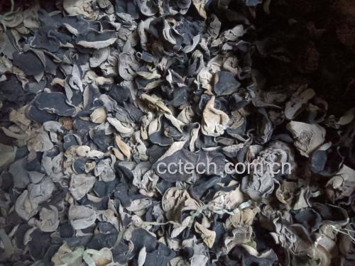 高清微距摄影:左侧为乌黑油亮、朵形完整、背面绒毛清晰的优质干黑木耳;右侧为充分泡发后的柔韧胶质状黑木耳,表面布满细密水珠,呈现半透明琥珀光泽,直观展示其吸水膨胀特性与天然胶质结构 黑木耳干品与泡发对比特写