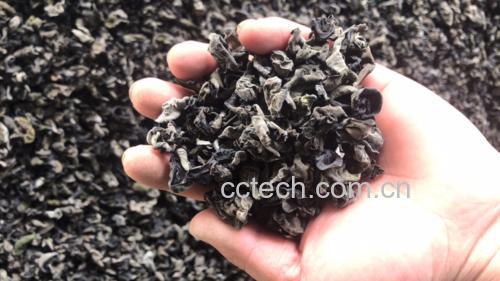 平视微距摄影:纯白背景上分列两组食材,左侧5g干黑木耳置于称盘,形态完整卷曲,背面绒毛根根分明;右侧80g猪里脊切块(非片状)置于另一称盘,肉质紧实,脂肪纹路极细,无可见筋膜,体现精准营养配比概念 黑木耳与猪里脊原料对比图:左侧为干燥黑木耳(深褐色、耳状卷曲、背面绒毛清晰可见),右侧为新鲜猪里脊肉(淡粉色、肌理细腻、表面微湿润有光泽),中间用食品级不锈钢秤显示二者净重:黑木耳干品5g,猪里脊80g