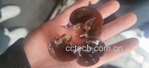 营养师手写笔记特写:牛皮纸背景上用蓝墨水书写关键数据