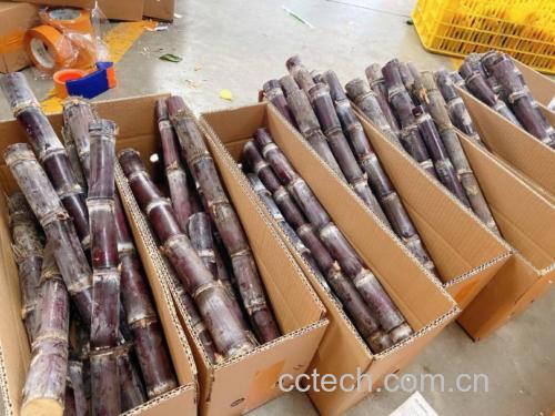 多种甘蔗品种排列展示,标注品种名称与甜度信息 甘蔗不同品种展示图