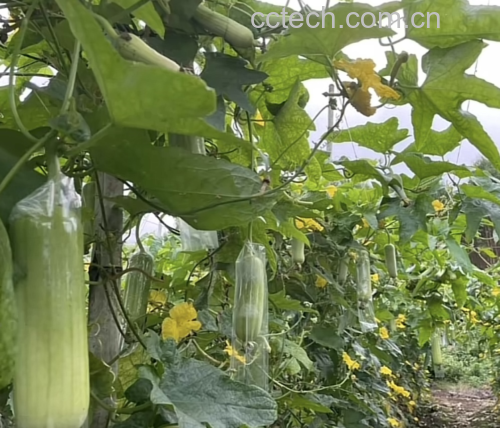 展示丝瓜在农田中自然生长的状态,藤蔓缠绕,花朵盛开 丝瓜种植田间实景图