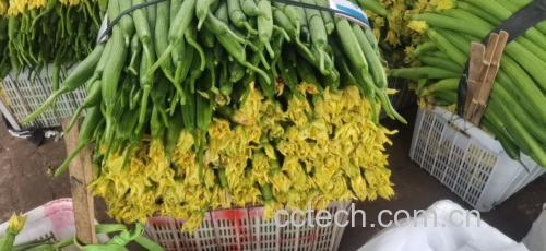 展示丝瓜与西红柿一起炒制的菜品,色彩鲜艳,体现日常饮食搭配 丝瓜与西红柿搭配的家常炒菜