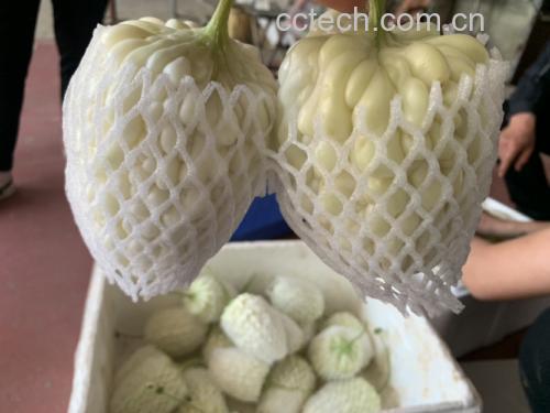 用小刀仔细刮除苦瓜内壁残留白瓤 用小刀仔细刮除苦瓜内壁残留白瓤